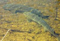 Sturgeon in the river.