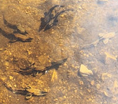 2,252 larvae were marked and released into the Black River.
