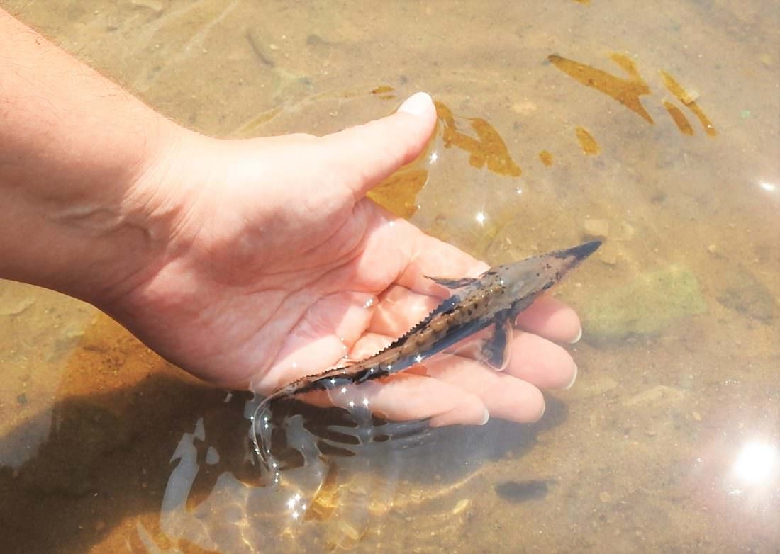 Photo by Julie Riddle: A sturgeon fingerling is released in the Upper Black River near Onaway on Saturday.
