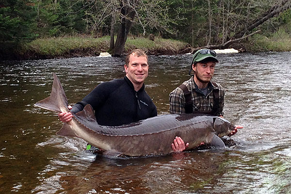 Sturgeon held in river by two men.