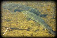 Sturgeon in the river.