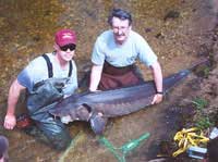 CMU Researcher Kregg Smith (left) and SFT Director Gil Archambo (right) poses with this 6'5", 130# female Lake Sturgeon they netted in the Upper Black River on May 3, 2001.